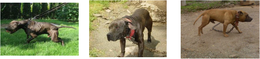 Jeep eli pitbulls for sale #4