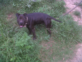 midnight cowboy pitbull puppies for sale